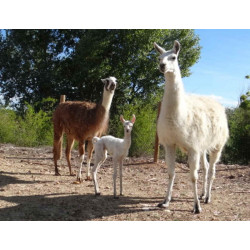 animaux Les petits fermiers de lansargues