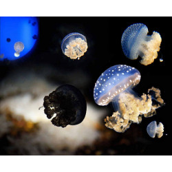 prix visite Aquarium de la Rochelle pas cher